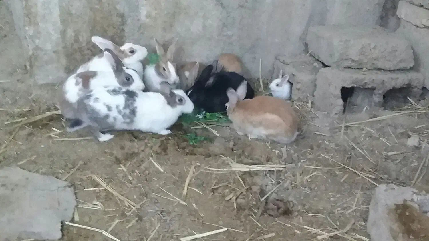 خرگوش|موش و خرگوش|زابل, |دیوار