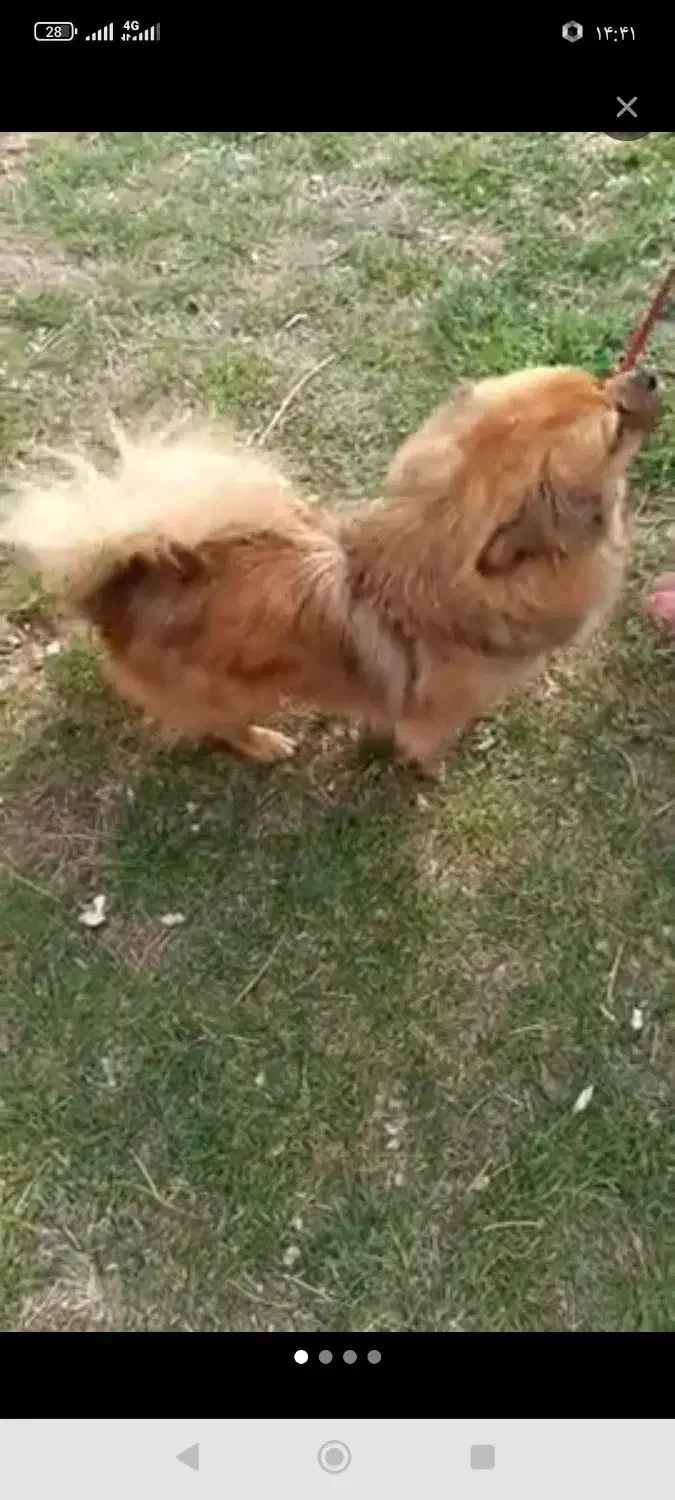 پت خونگی|سگ|همدان, |دیوار