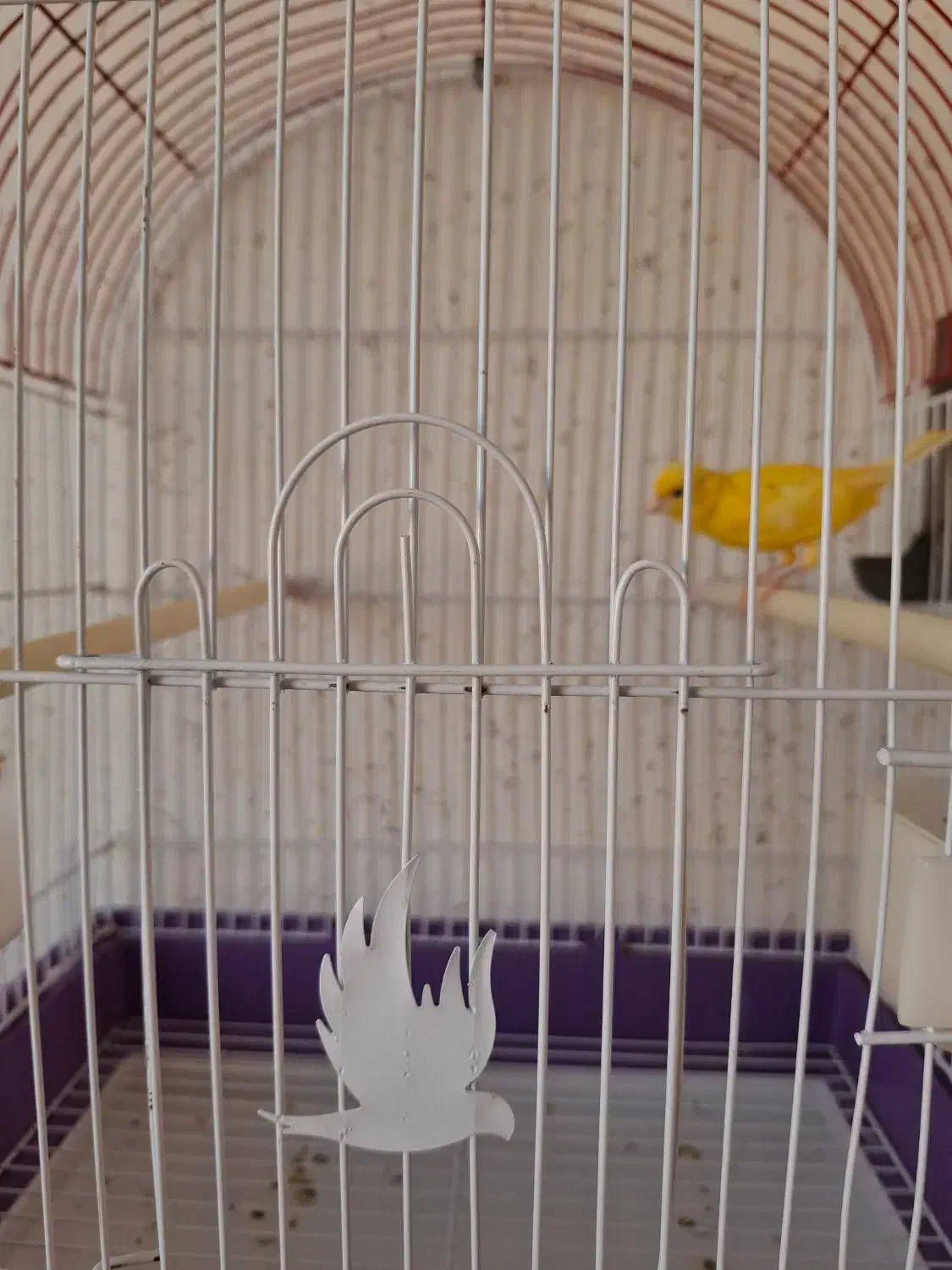 قناری نر|پرنده|سرپل ذهاب, |دیوار