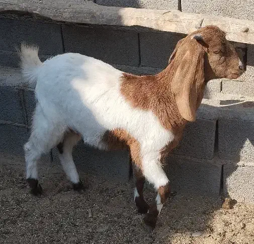 بزغاله پاکستانی دوقل زا|حیوانات مزرعه|هفدر, |دیوار