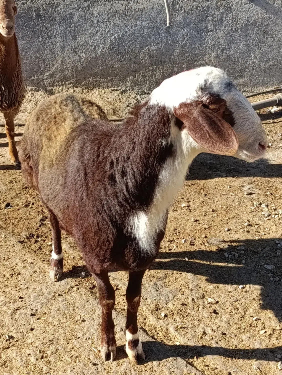 بره قوچ مقان و افشاری|حیوانات مزرعه|کرمانشاه, |دیوار