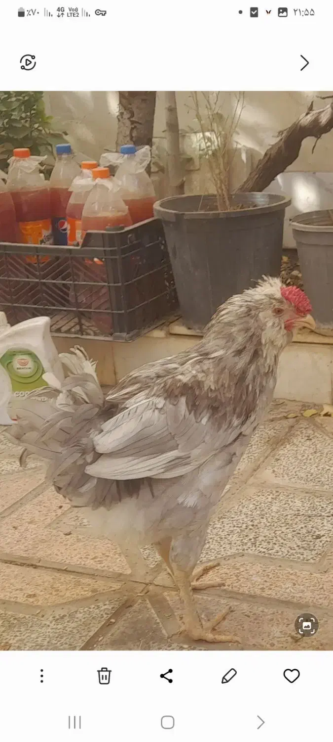 خروش گلین مرغ محلی|حیوانات مزرعه|کرمانشاه, |دیوار