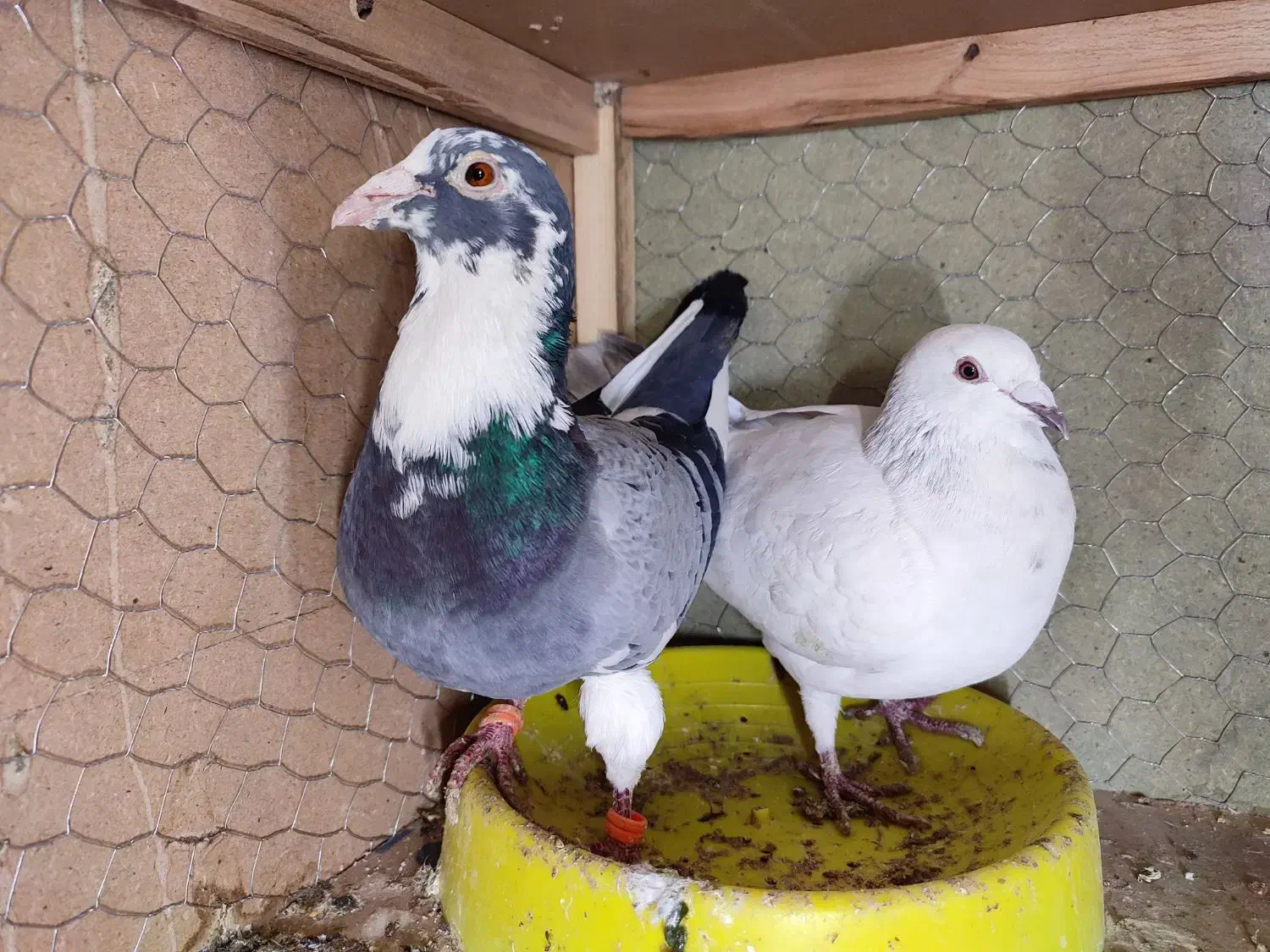 پلاکی و زاجر جفتی800|پرنده|حمیدیا, |دیوار