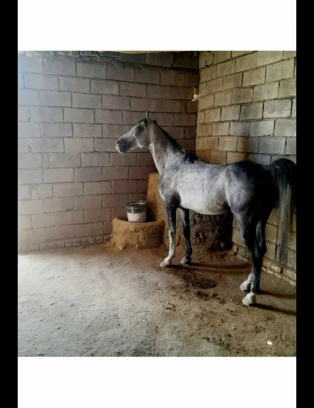 اسب عرب نژاد|اسب و تجهیزات اسبسواری|خمین, |دیوار