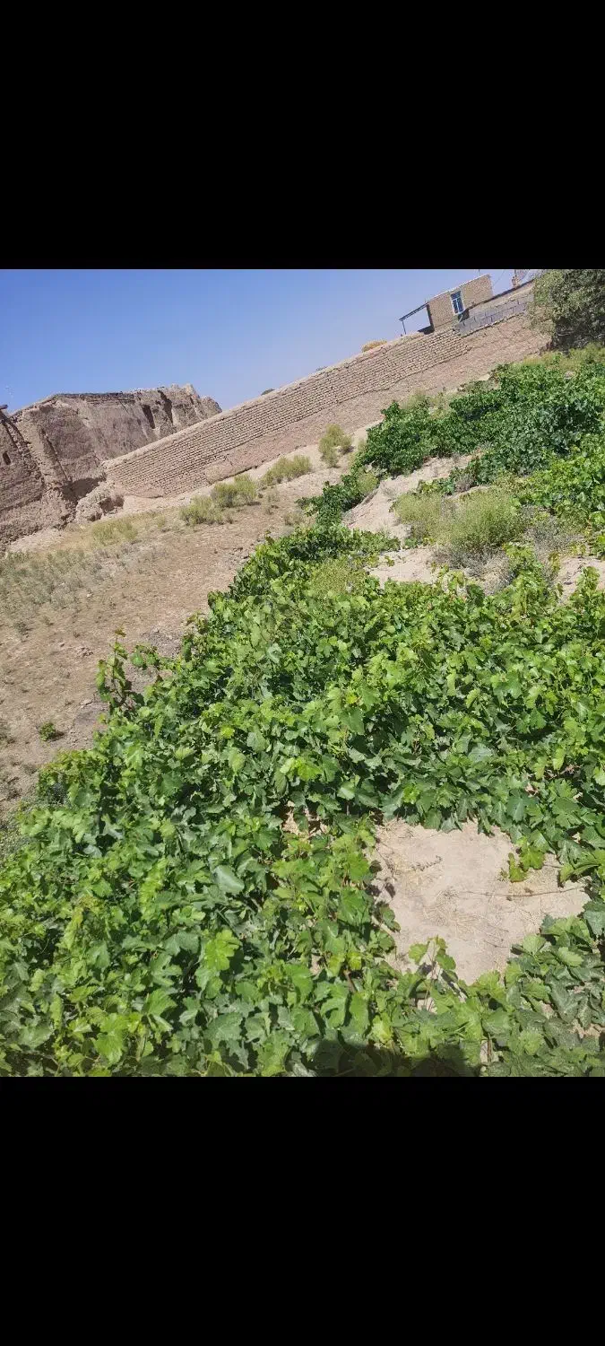 زمین باغی ومسکونی|فروش زمین و ملک کلنگی|اسحاق آباد, |دیوار