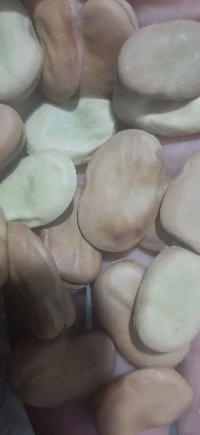 باقلا خشک هفت بند|خوردنی و آشامیدنی|کوهی‌خیل, |دیوار