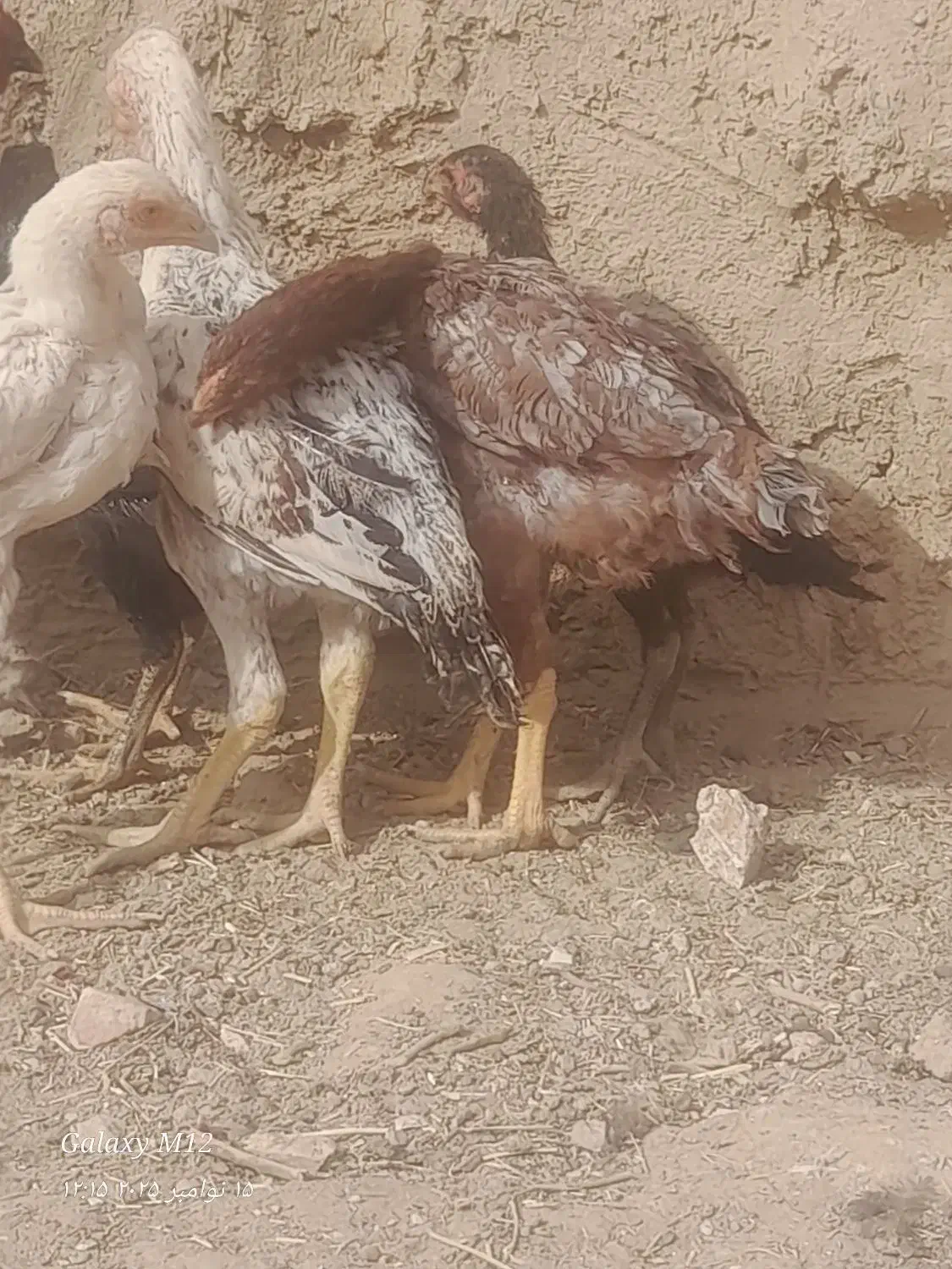 جوجه فروشی|حیوانات مزرعه|خواف, |دیوار