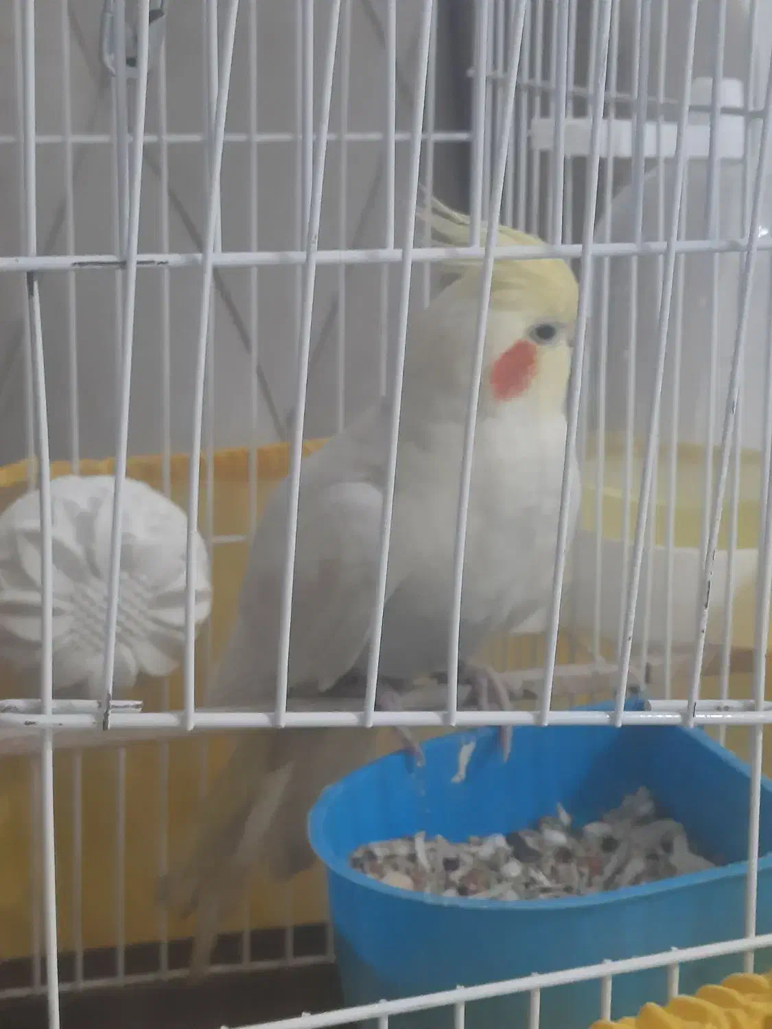 فروش عروس هلندی|پرنده|ری, ظهیرآباد|دیوار