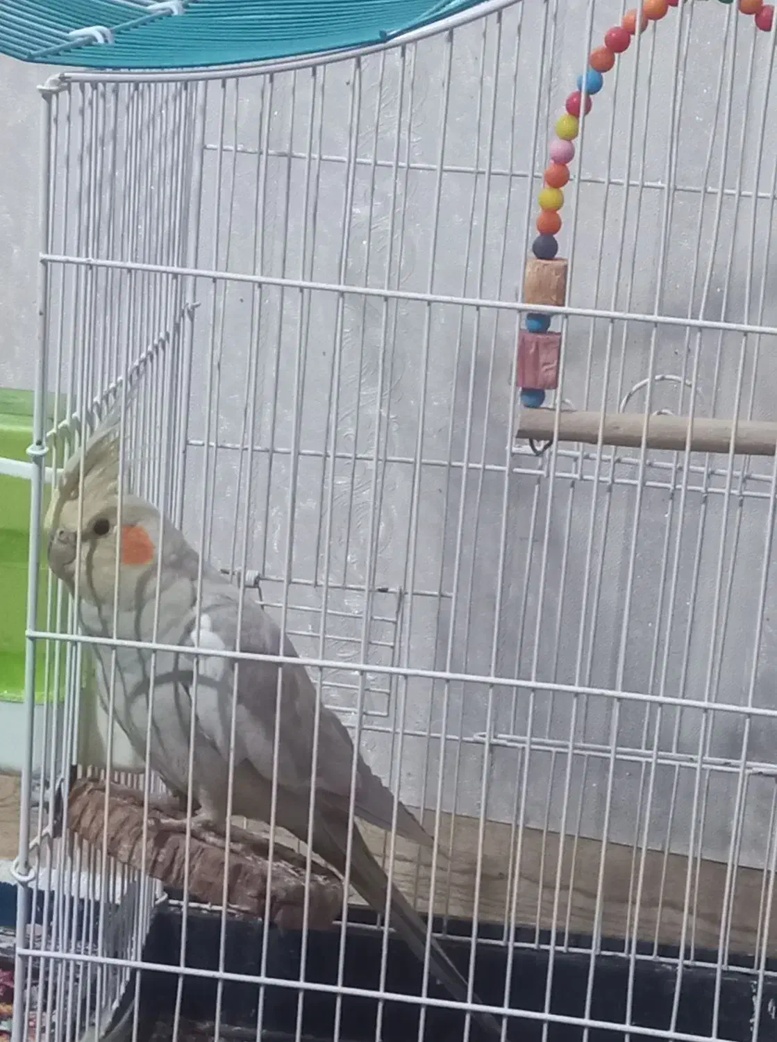 جفت عروس هلندی|پرنده|چترود, |دیوار