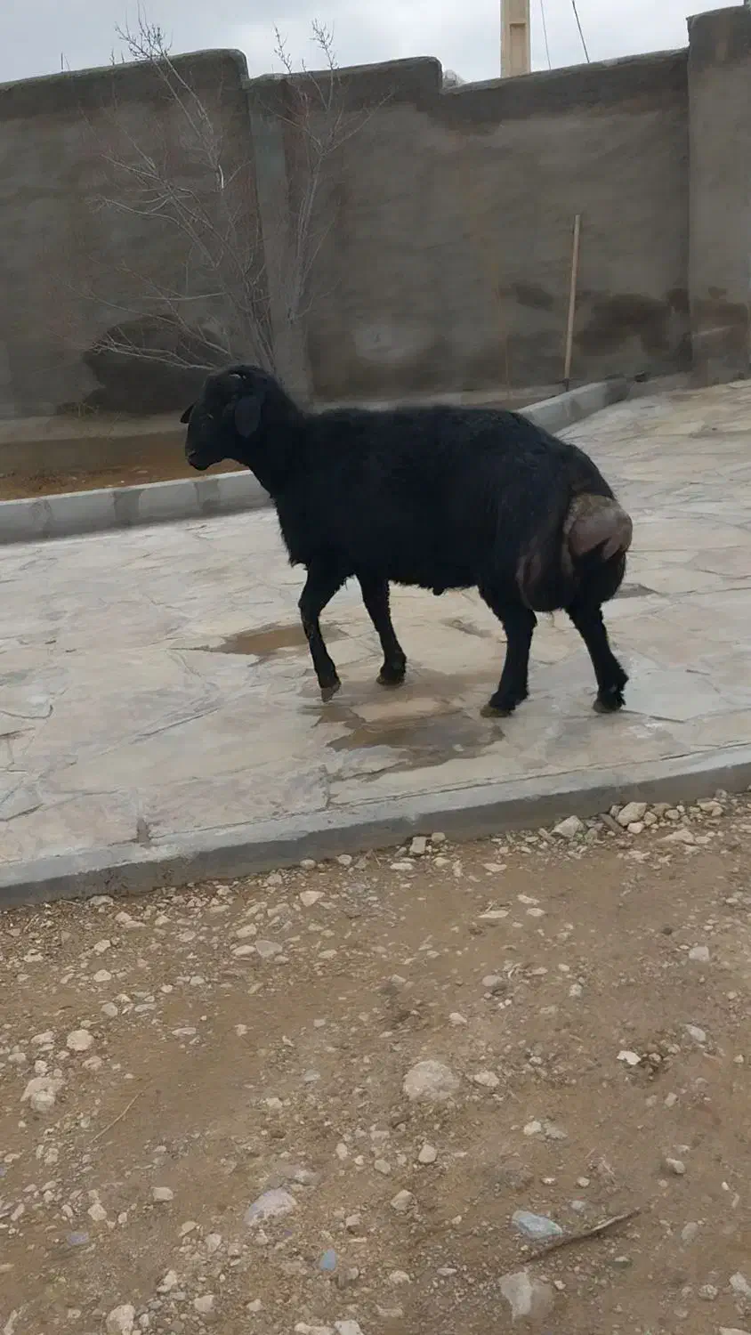 غوچ|حیوانات مزرعه|زنجان, |دیوار