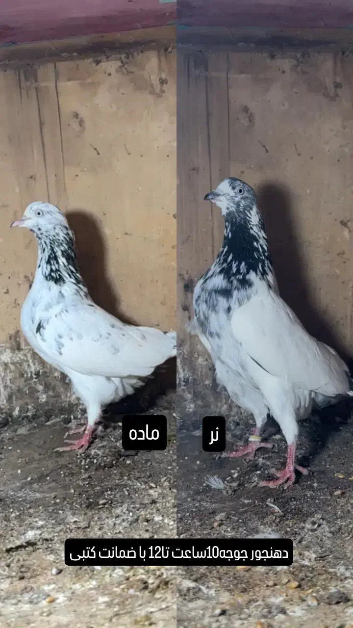 کبوتر ساعت سنگین با ضمانت|پرنده|رشت, پیرکلاچای|دیوار