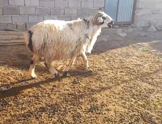 فروش یک راس قوچ داشتی|حیوانات مزرعه|بختگان, |دیوار