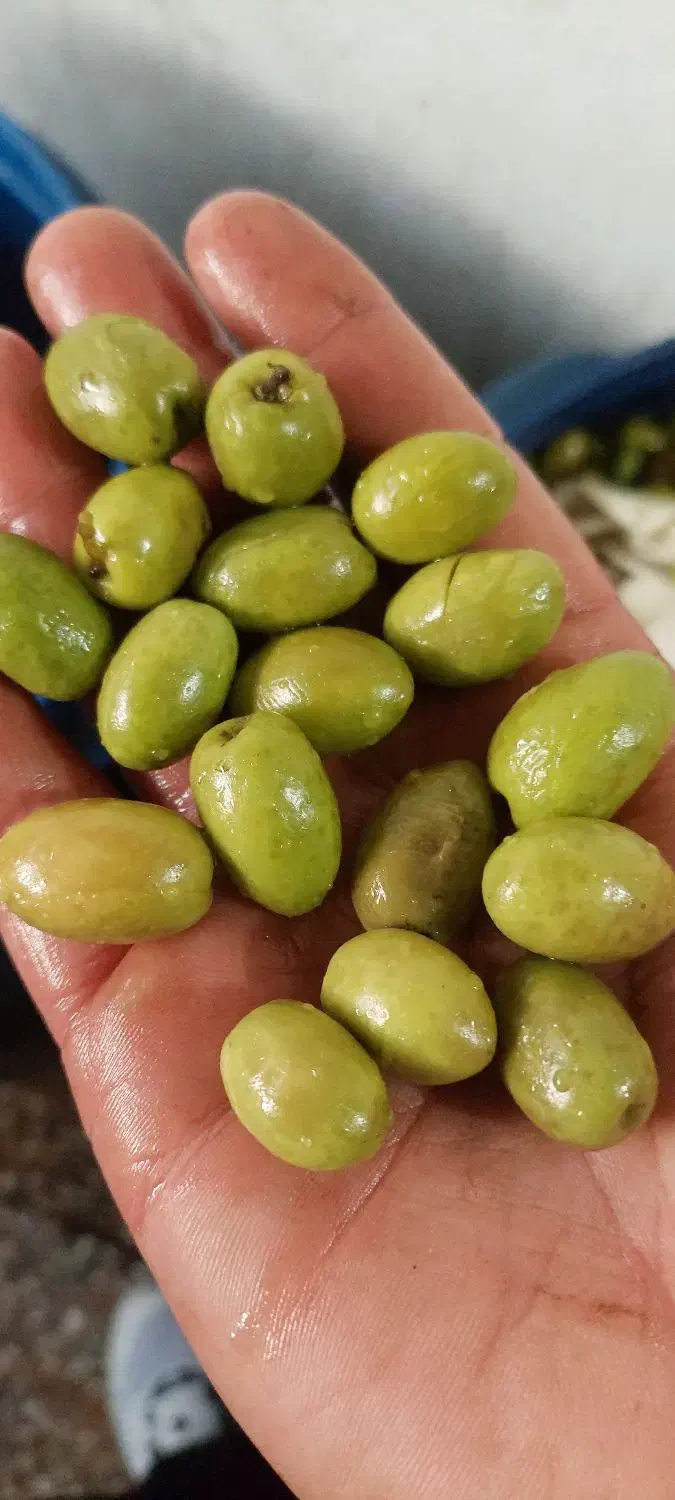 زیتون محلی|خوردنی و آشامیدنی|رشت, باهنر|دیوار