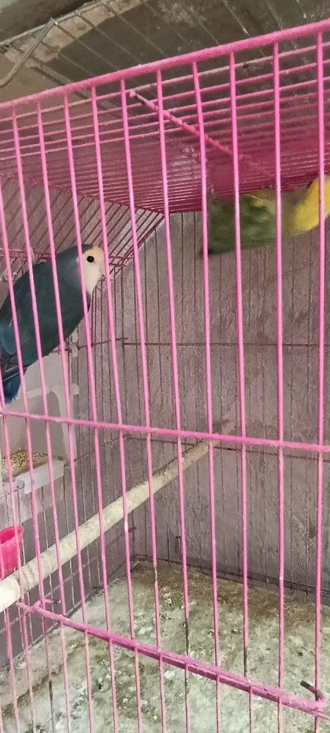 طوطی برزیلی|پرنده|رشت, آب و برق|دیوار