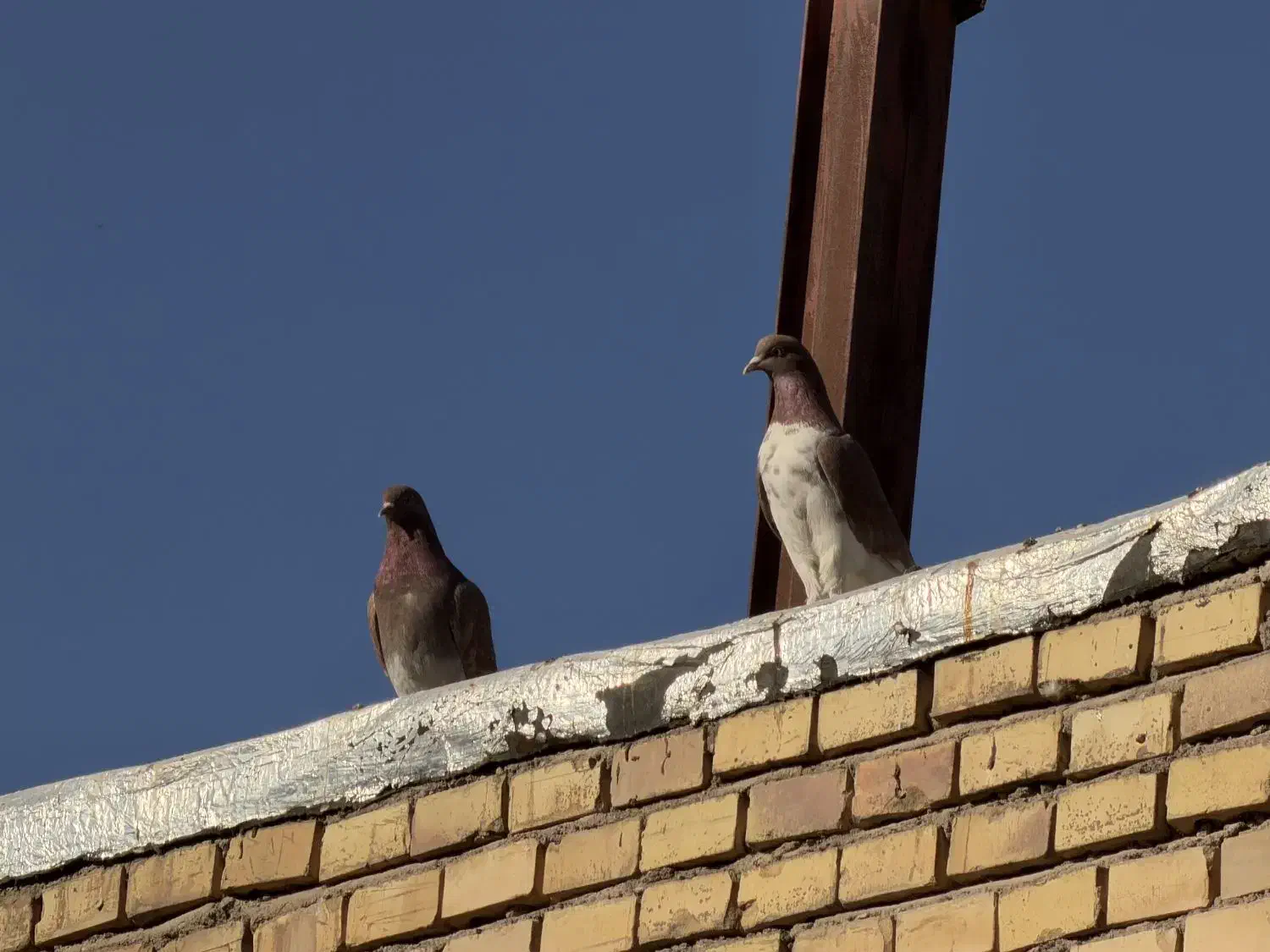 کبوتر پرشی ملقی. نقطه|پرنده|شهر بابک, |دیوار