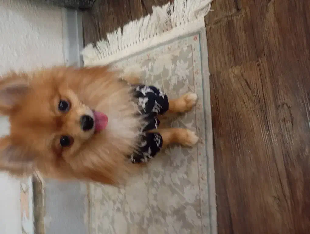 سگ پامرانین|سگ|شاهینشهر, خانه کارگر|دیوار