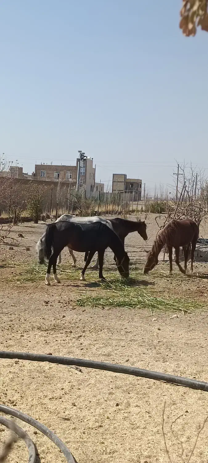 مادیان و کره اسب|اسب و تجهیزات اسب‌سواری|ماهیدشت, |دیوار