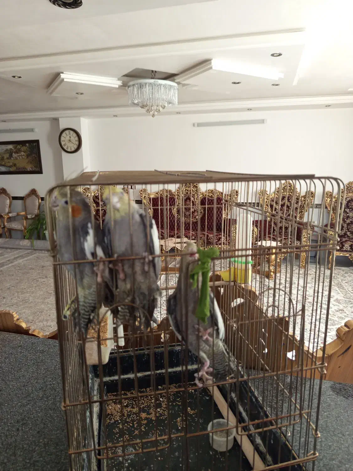 عروس هلندی هشت ماهه|پرنده|شاهرود, |دیوار