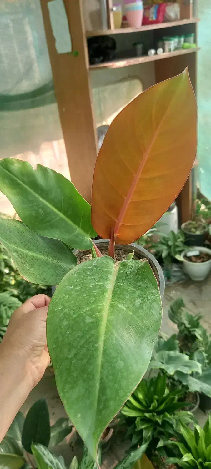 فروش انواع گلهای آپارتمانی|گل و گیاه طبیعی|داراب, |دیوار