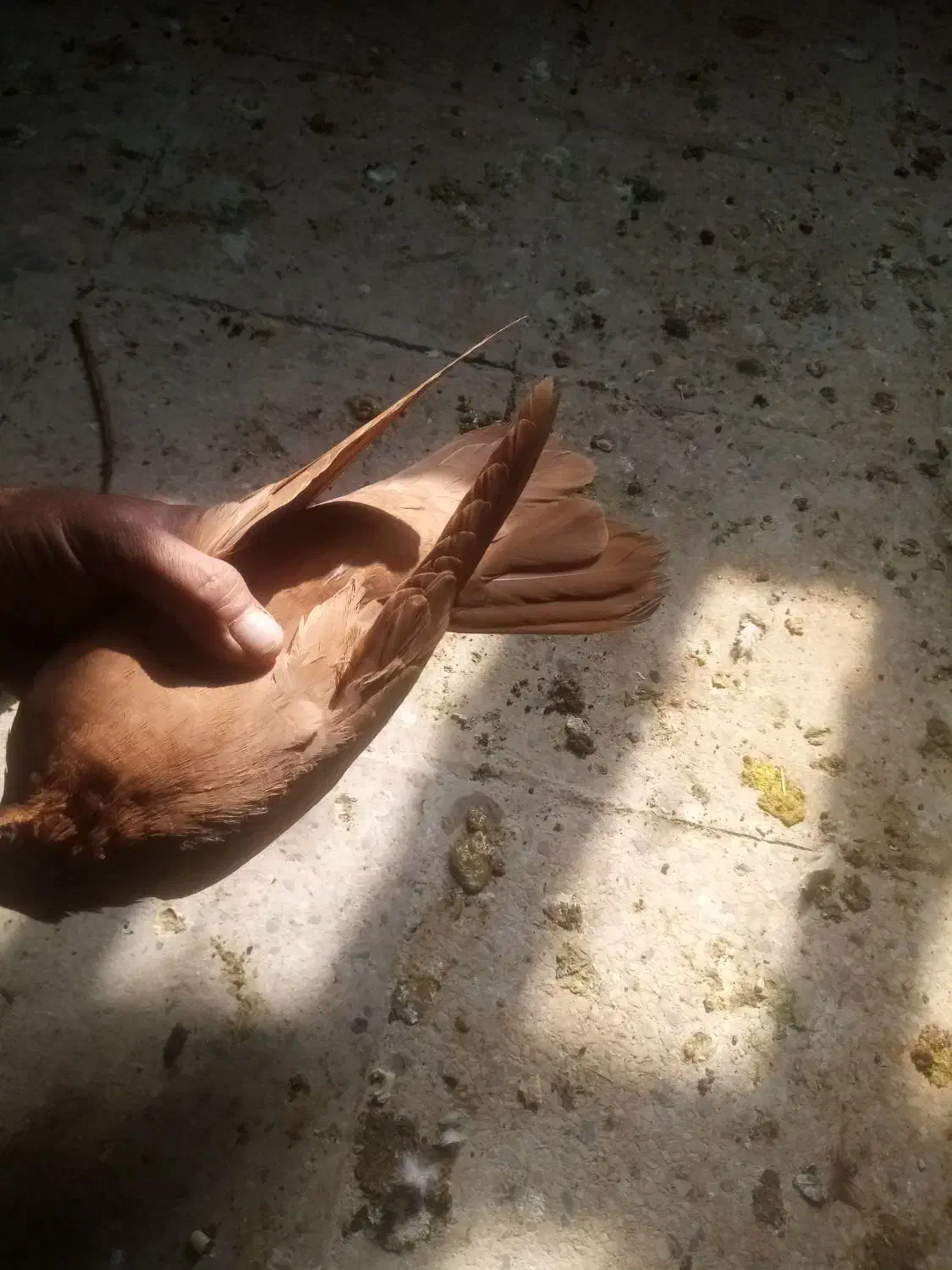 ماده زرد|پرنده|بروجرد, |دیوار