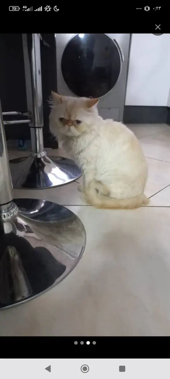 فروش گربه|گربه|بوکان, |دیوار