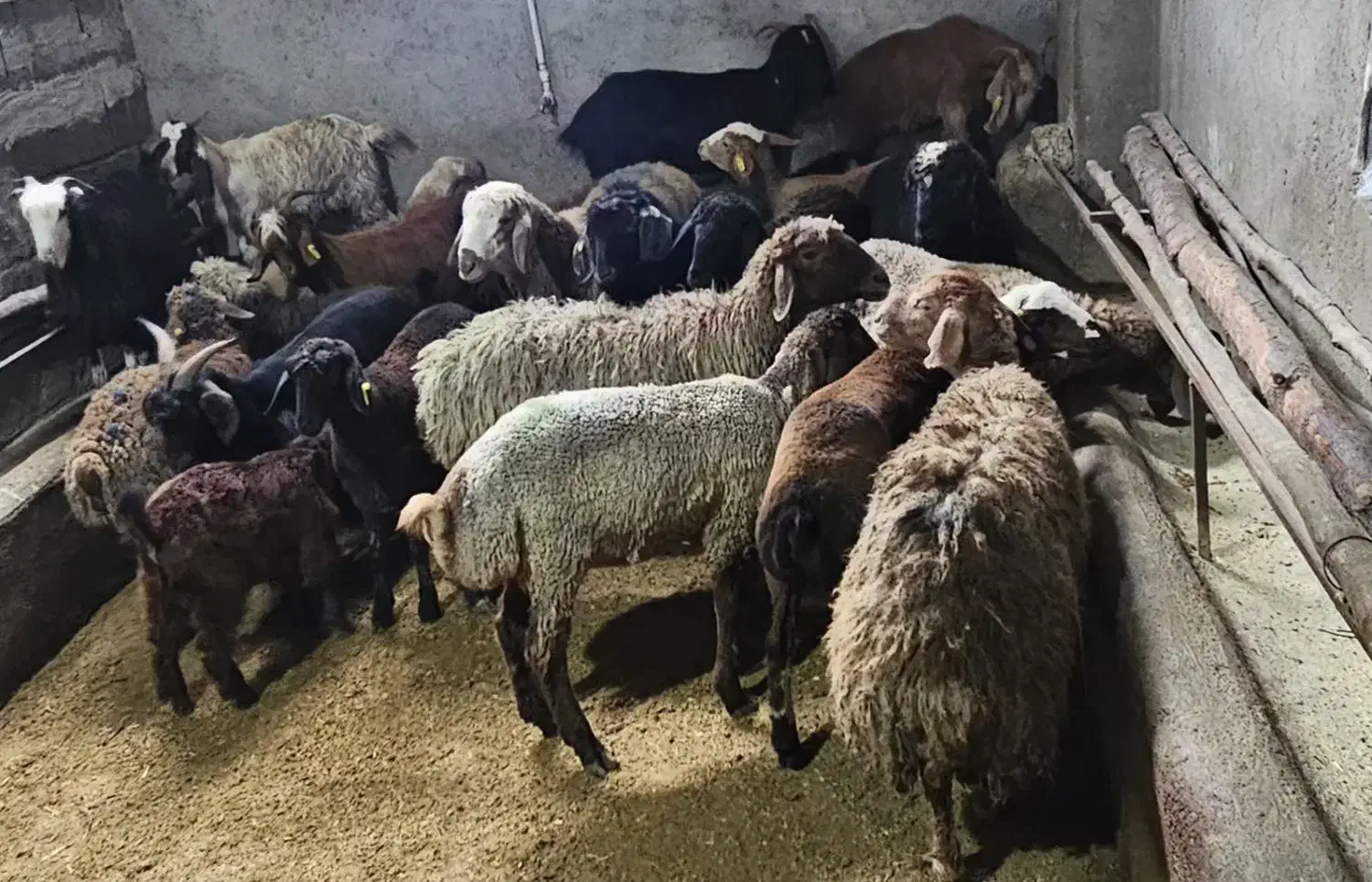 سلاخ گوسفند|حیوانات مزرعه|نور, |دیوار