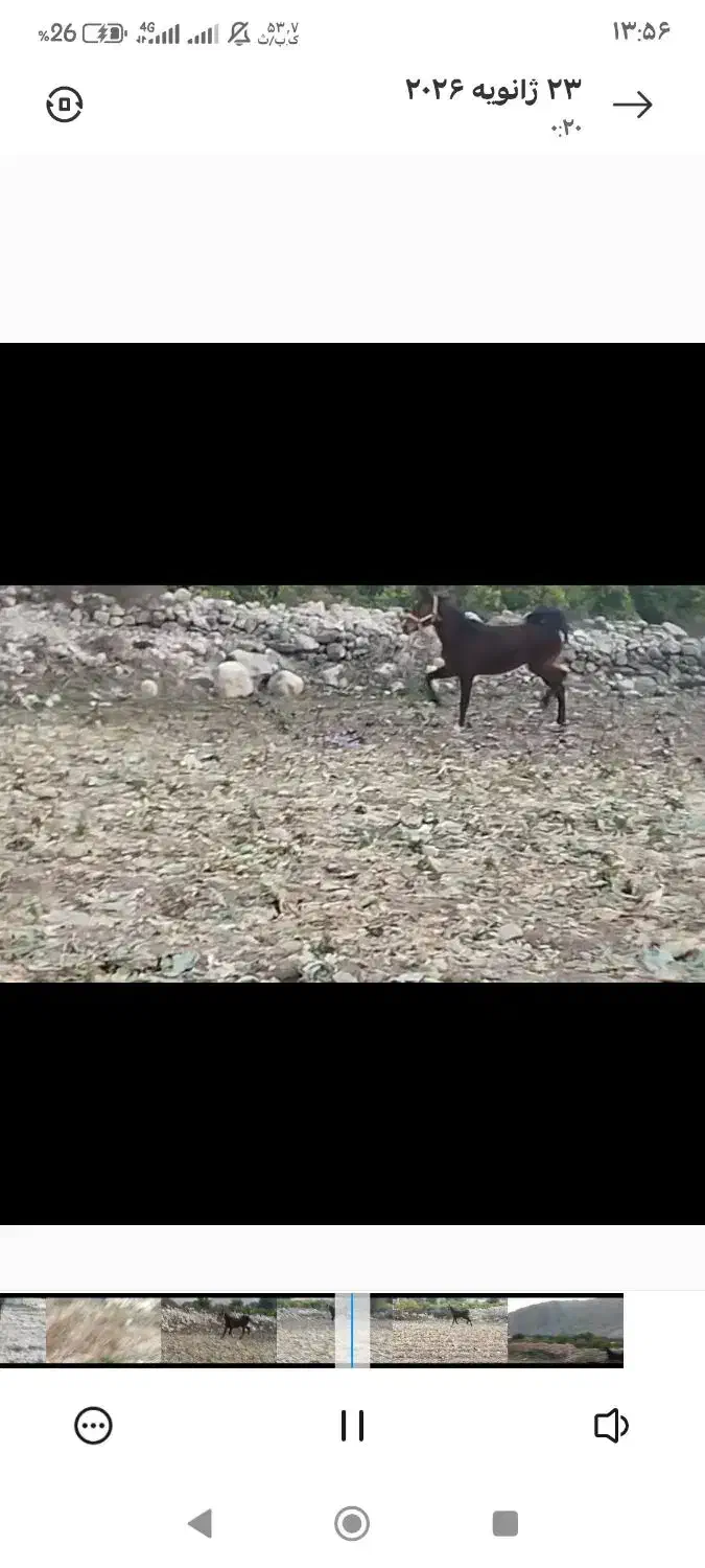 کره اسب مادیون|اسب و تجهیزات اسب‌سواری|کازرون, |دیوار