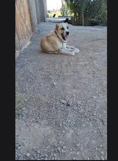 سگ گله|سگ|قم, زاویه|دیوار