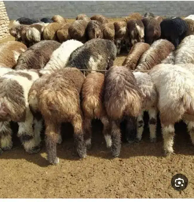 فروش گوسفند زنده کهره و بره ه|حیوانات مزرعه|شیراز, کفترک|دیوار