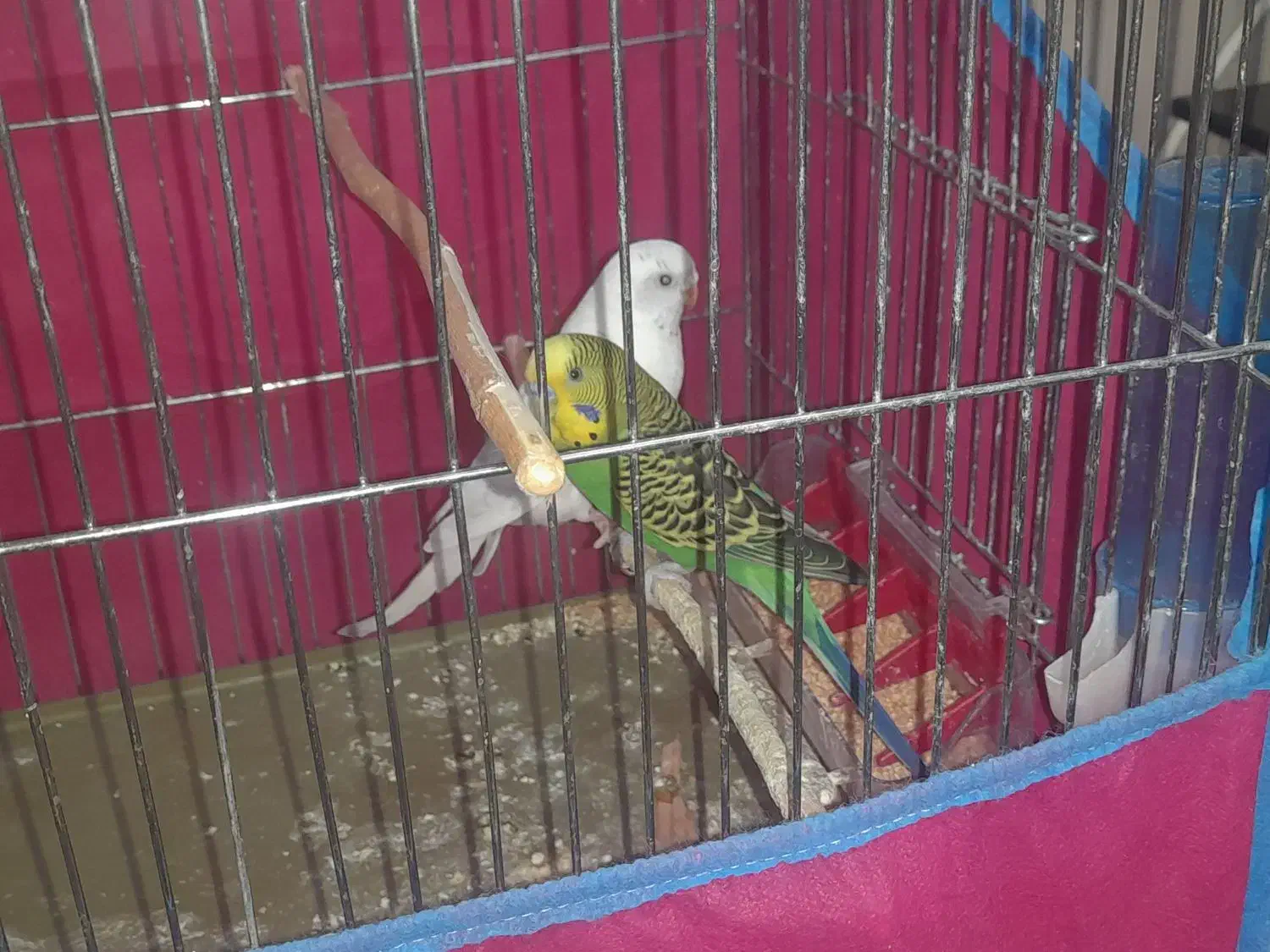 فروش دو عدد مرغ عشق|پرنده|شوش, |دیوار