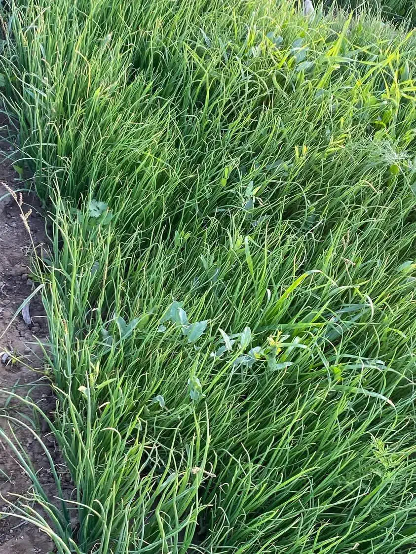 نهال پیاز دستگیری مینروای سفید برفی|گل و گیاه طبیعی|جیرفت, |دیوار