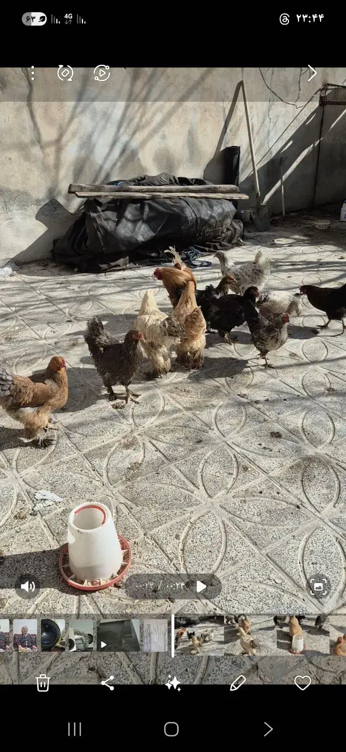 مرغ وخروس برهما خالص|حیوانات مزرعه|ازنا, |دیوار