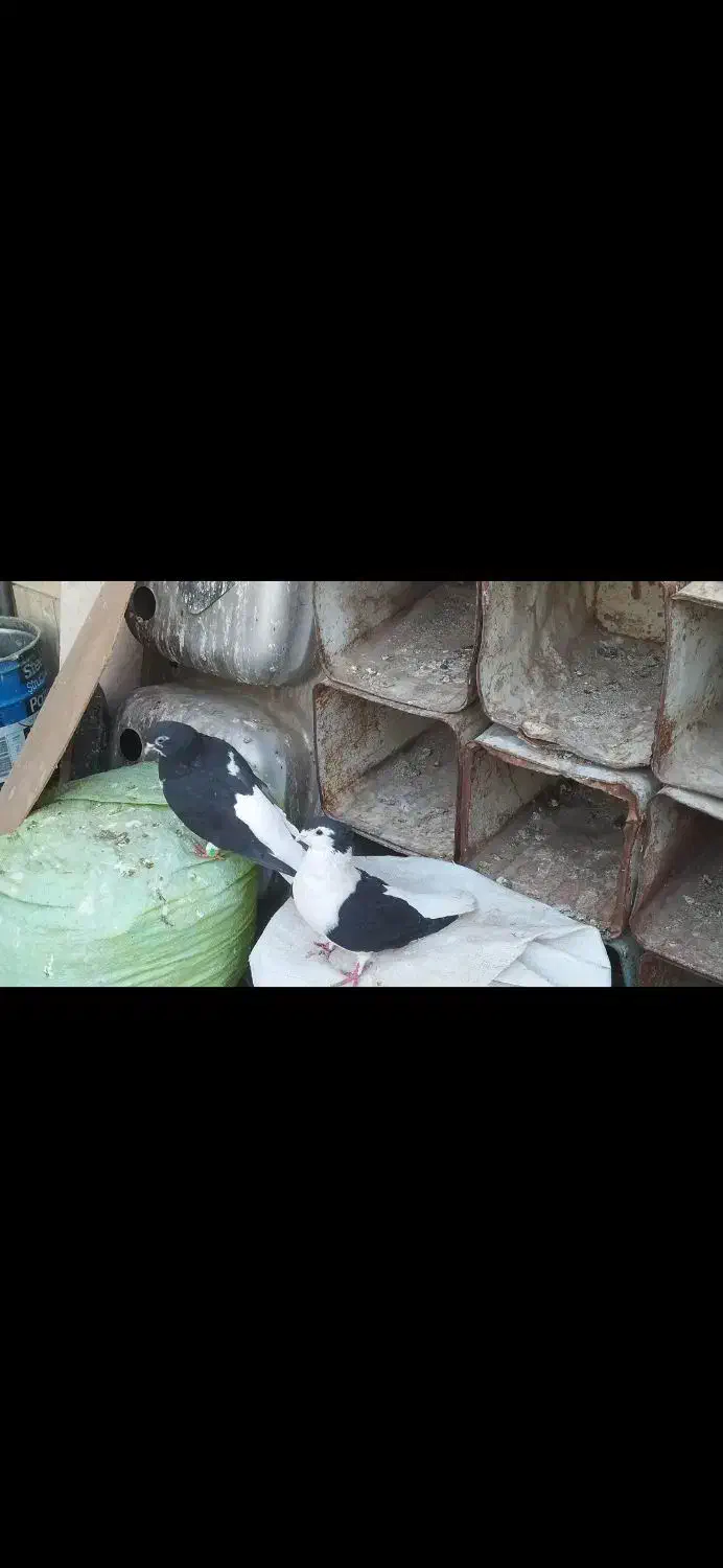 کبوترسینه کله سبز ساده کاکلی چپ خال سیاه|پرنده|مشهد, امیریه|دیوار