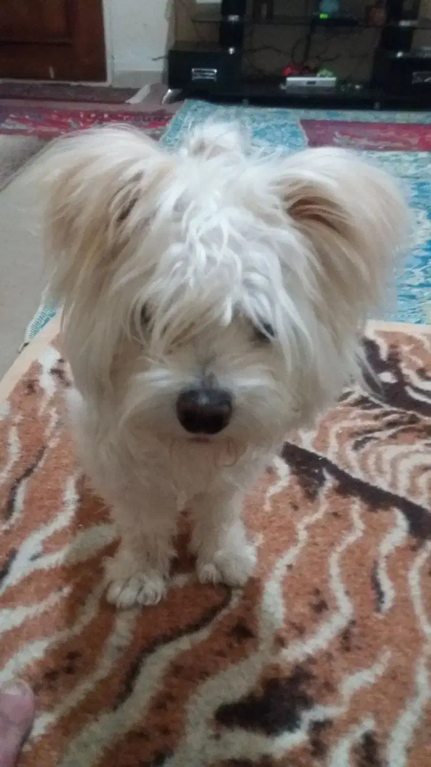 گمشده|حیوانات|تبریز, |دیوار