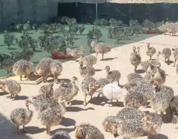 پخش جوجه شتر مرغ بالای ۱۰ عدد|حیوانات مزرعه|قزوین, |دیوار