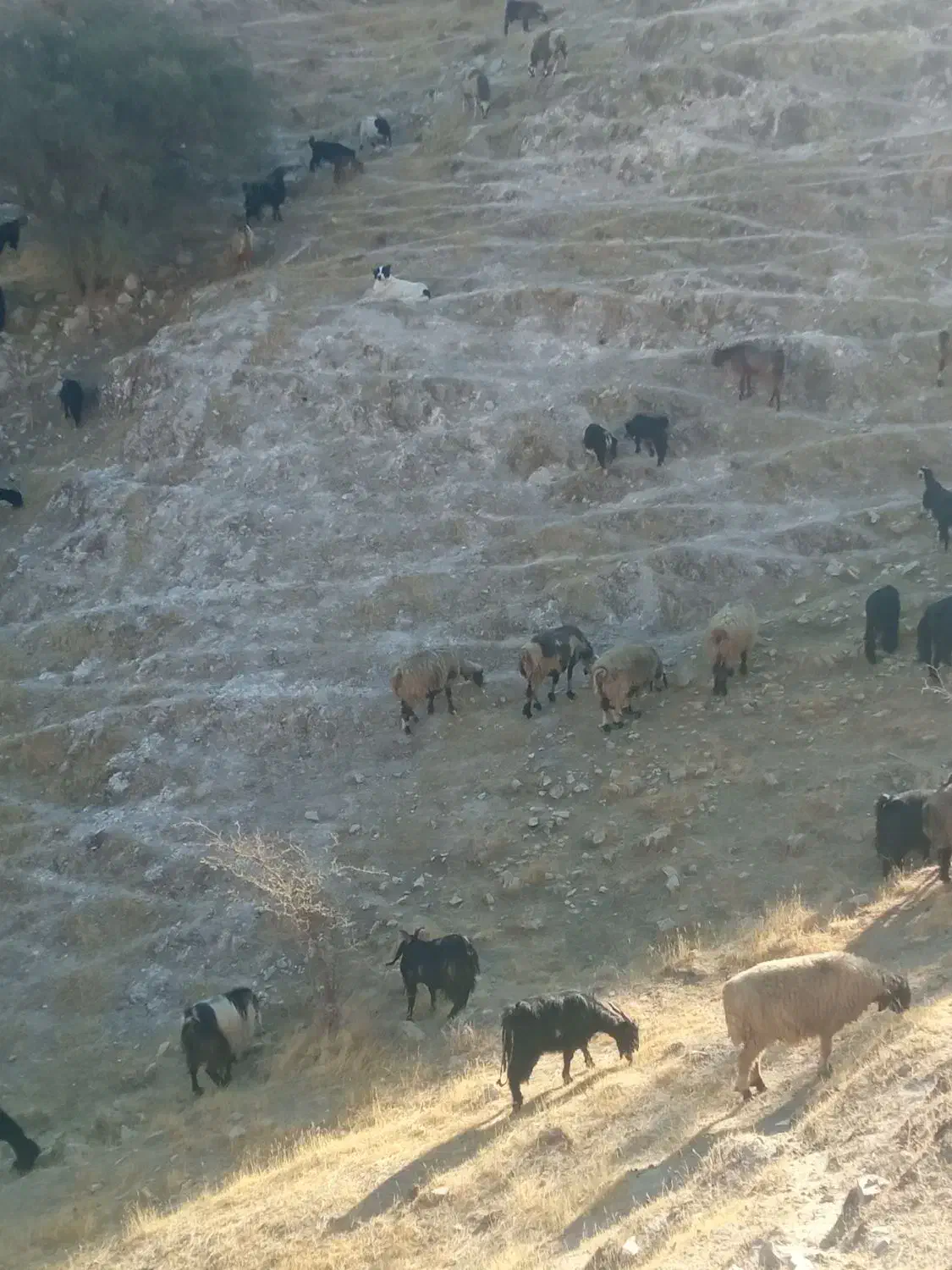 سگ لاس قدریجانی گله ای. واگذاری|سگ|کوه چنار, |دیوار