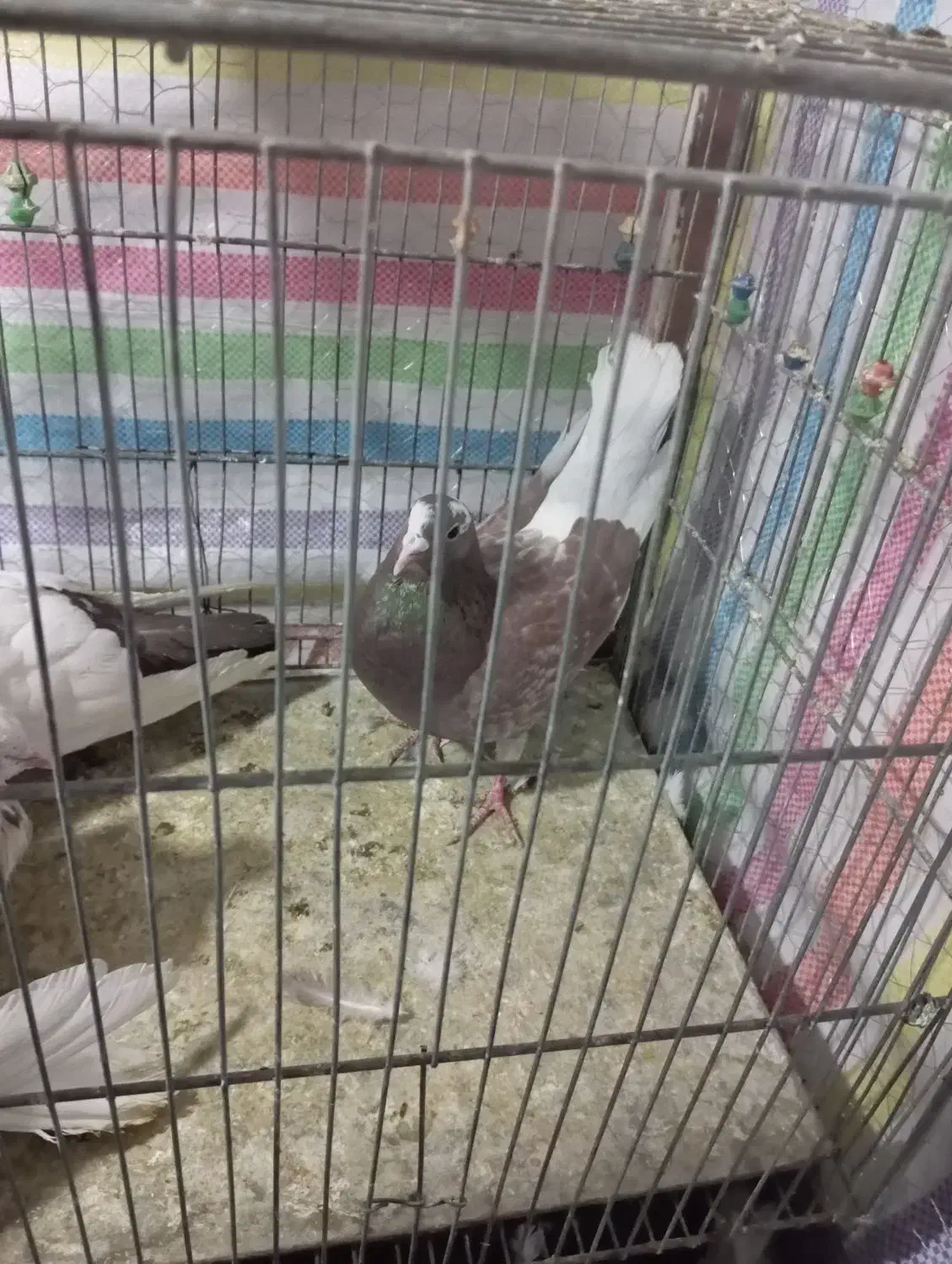 کفتر تهرانی|پرنده|بروجرد, |دیوار