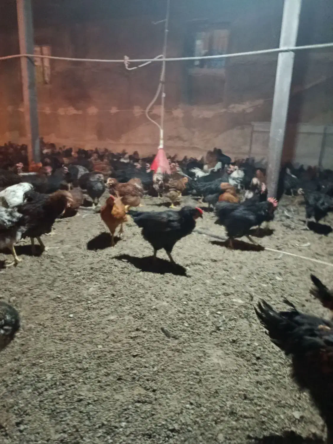 خروس|حیوانات مزرعه|زبرخان, |دیوار