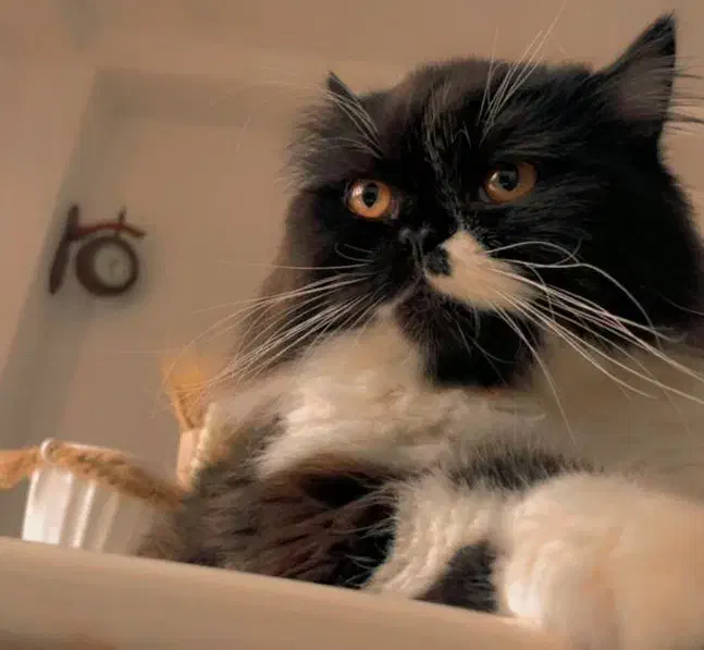 گربه|گربه|اسلامشهر, شهرک واوان|دیوار