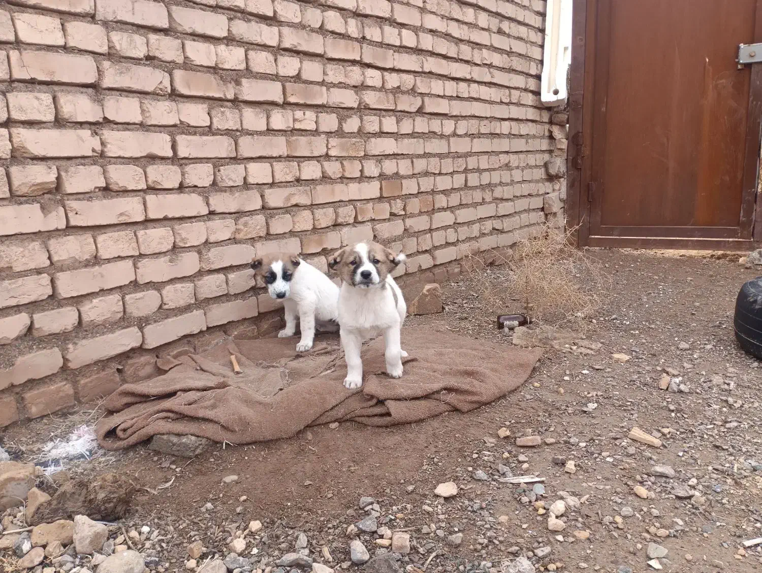 توله سگ|سگ|بردسکن, |دیوار