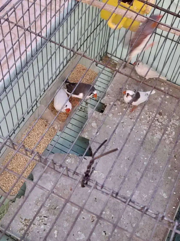 فنچ تخم گذار|پرنده|الیگودرز, |دیوار