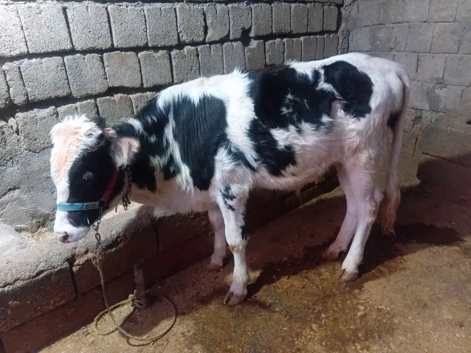 یک راس گوساله نر|حیوانات مزرعه|سیوان, |دیوار