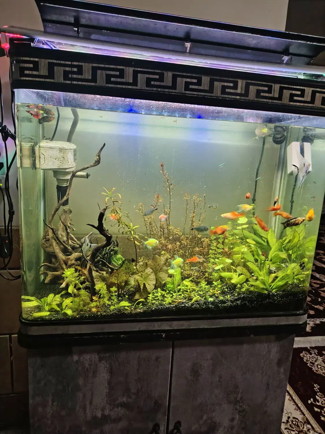 ریشه ابنوس|ماهی|شیراز, کوشک میدان|دیوار