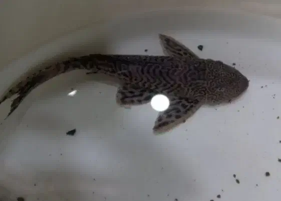 ماهی|ماهی|دورود, |دیوار