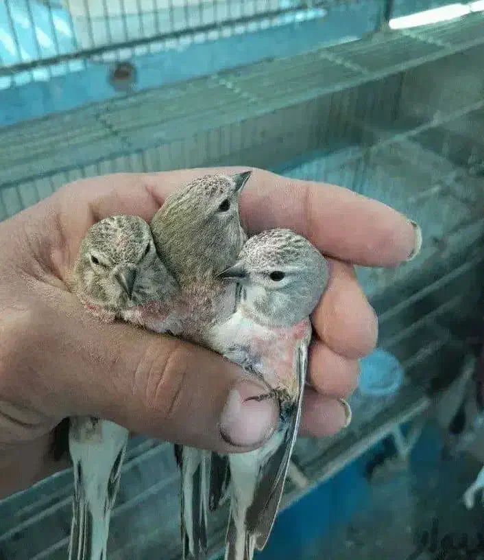 سهره|پرنده|خمینی‌شهر, |دیوار