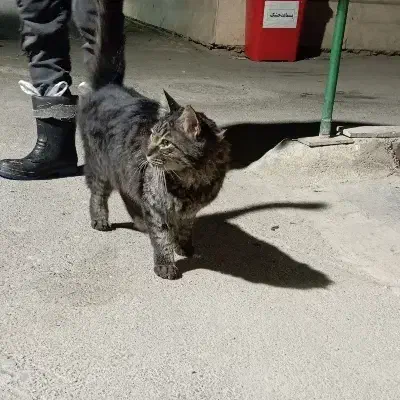 گربه نژاد DSH|گربه|تهران, جوادیه تهرانپارس|دیوار