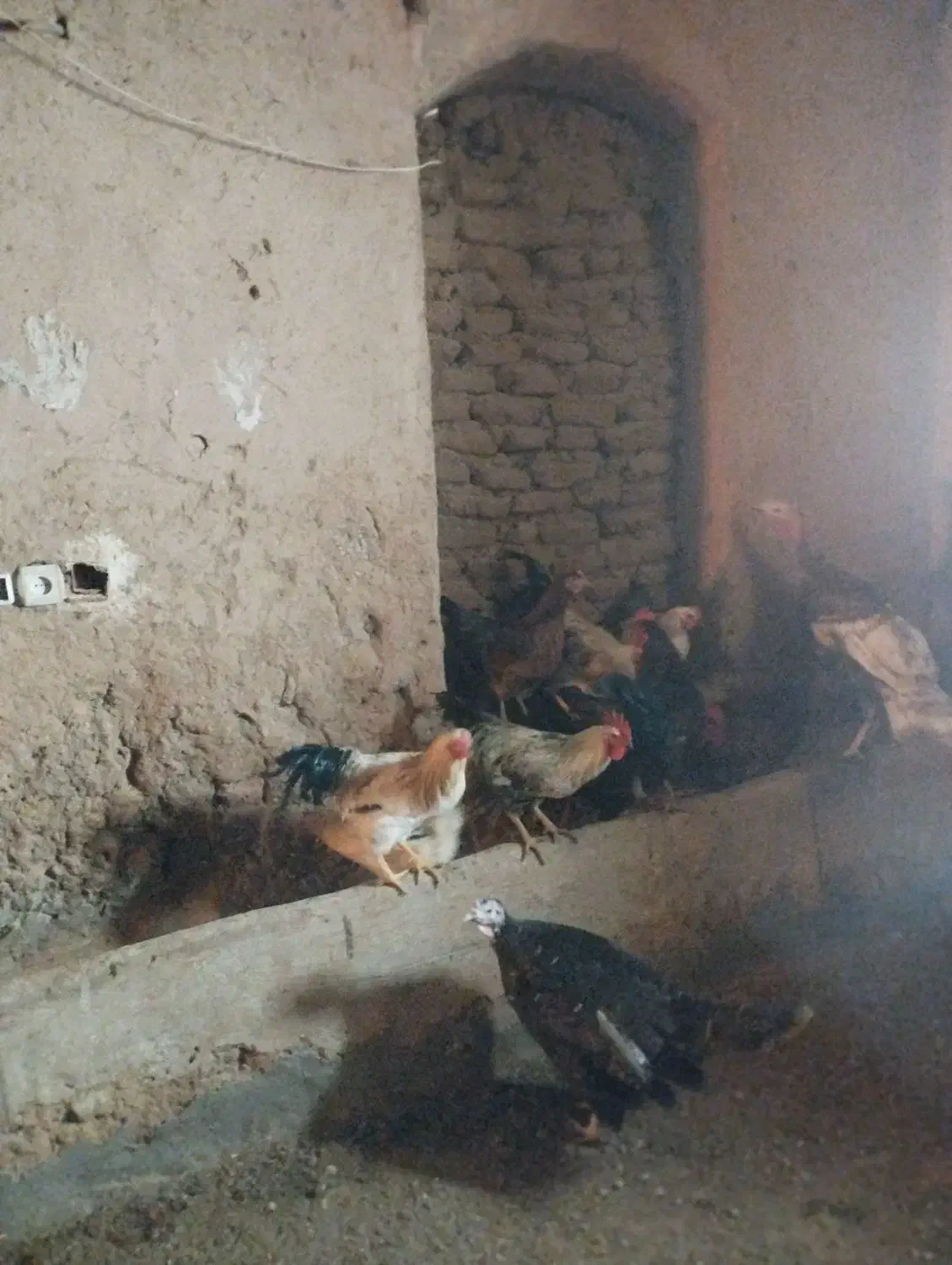 خروس محلی|حیوانات مزرعه|تربت جام, جامرود|دیوار