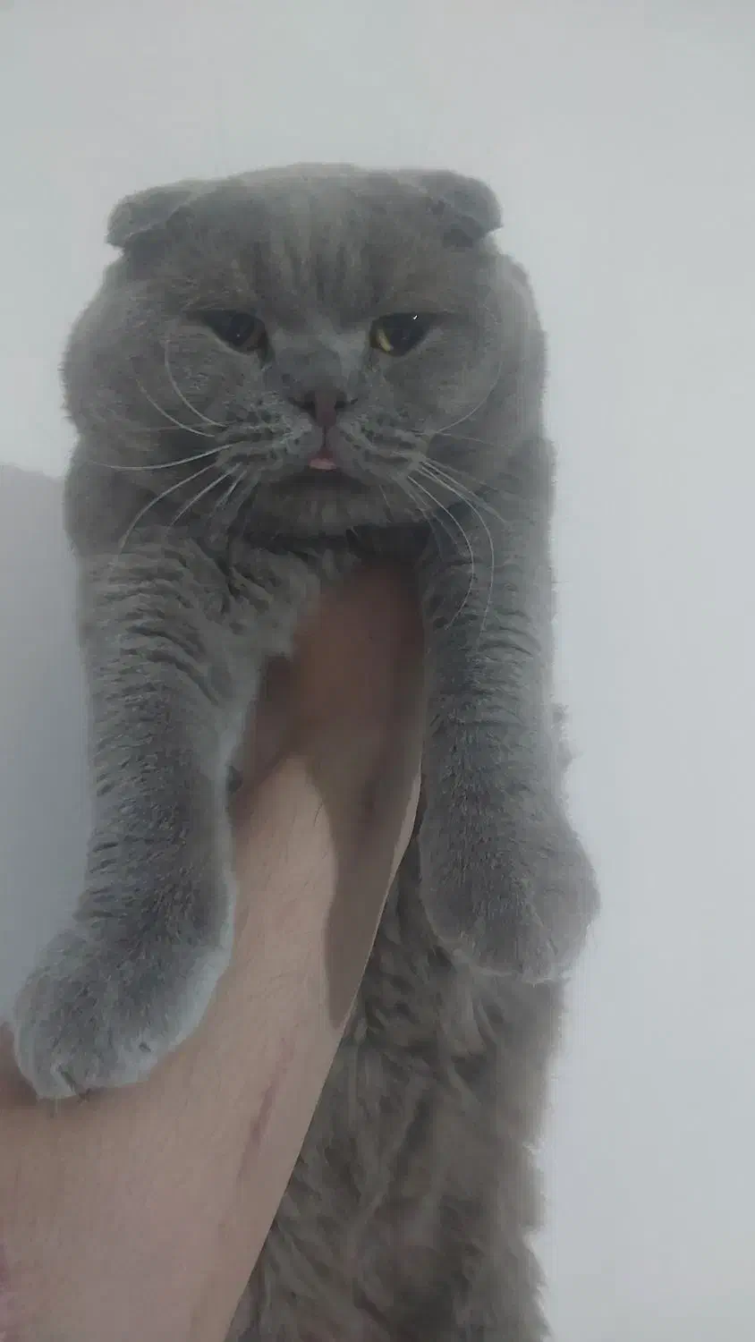 سه گربه اسکاتیش بلو و بلو پوینت|گربه|تهران, استاد معین|دیوار