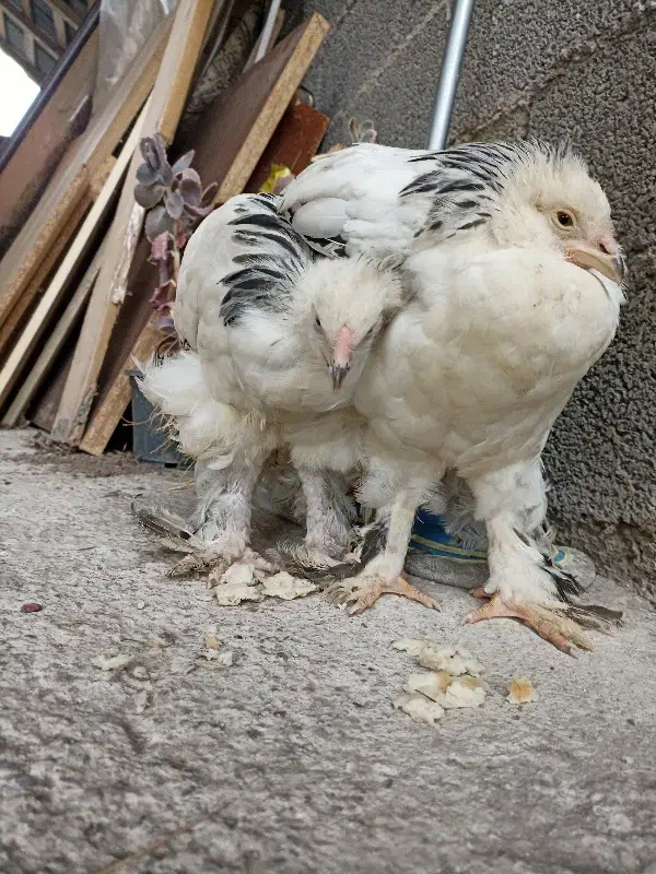 مرغ پرپا|حیوانات مزرعه|شفت, |دیوار