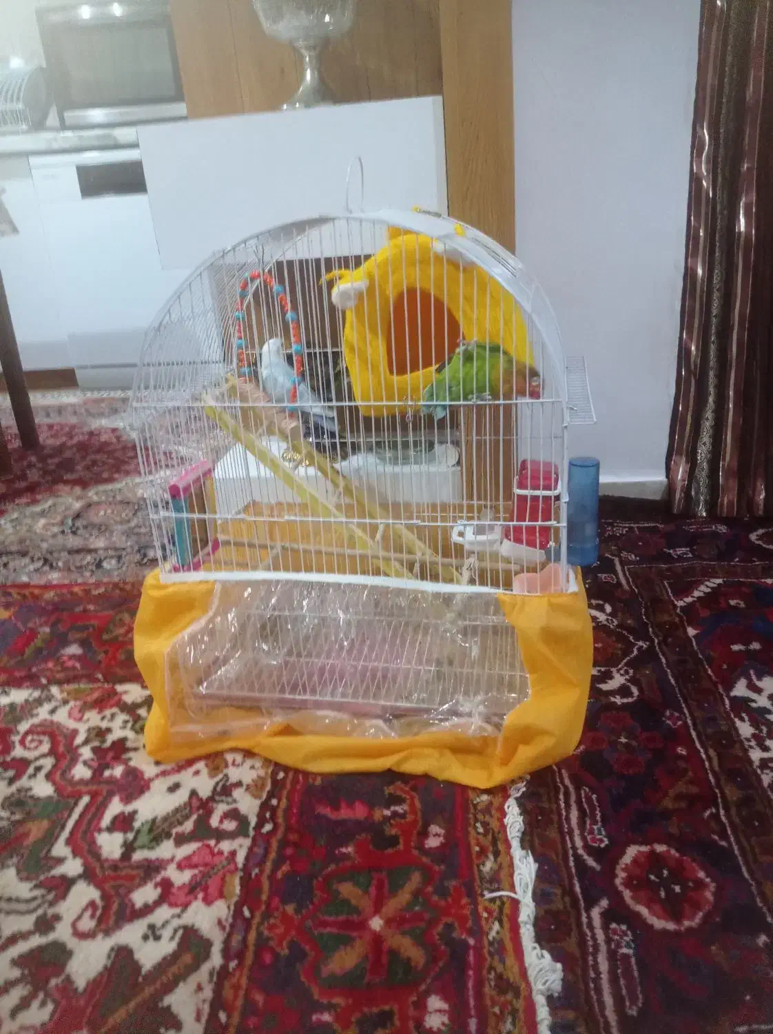 طوطی نر و ماده|پرنده|تبریز, |دیوار